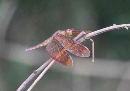 Réf. 195 333 : Neurothemis fulvia